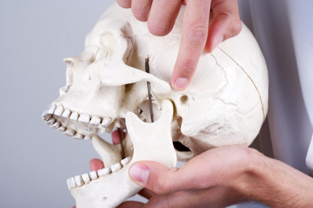 Temporomandibular joint anatomy illustration